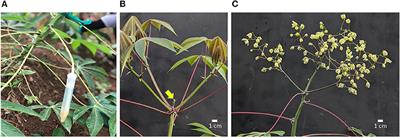 Flower Development in Cassava Is Feminized by Cytokinin, While Proliferation Is Stimulated by Anti-Ethylene and Pruning: Transcriptome Responses